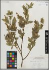 Foto von Salix lucida Muhl.